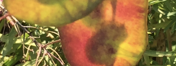 Pods in Light