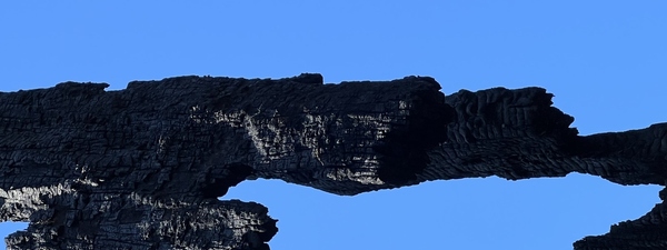 Charred Redwood with Negative Sky